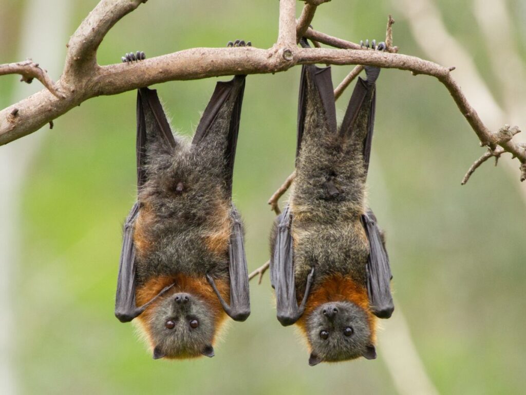 como espantar morcegos forro